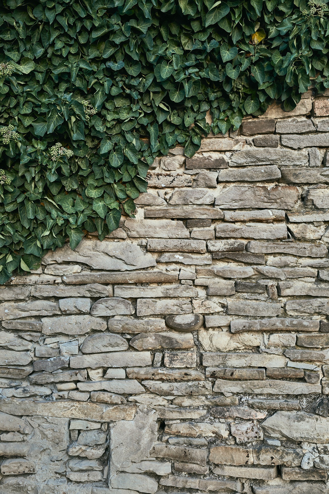 Mur de pierres avec feuilles.