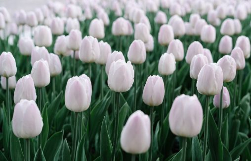 Bulbes de tulipes blancs