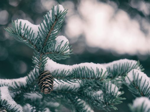 Conifère et cocotte recouverts de neige