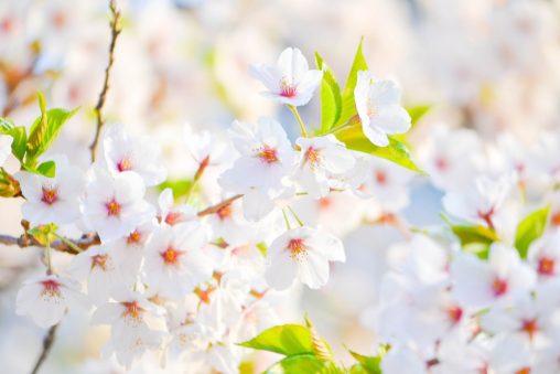 Fleurs de cerisier blanches