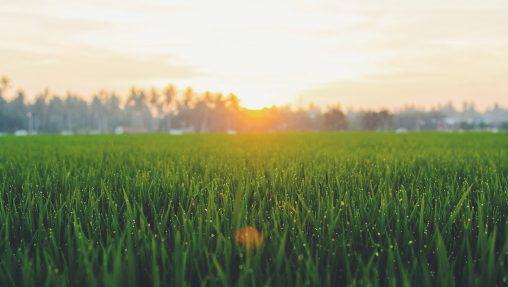 Pelouse avec soleil en arrière plan