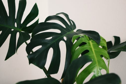 Grandes feuilles de philodendron