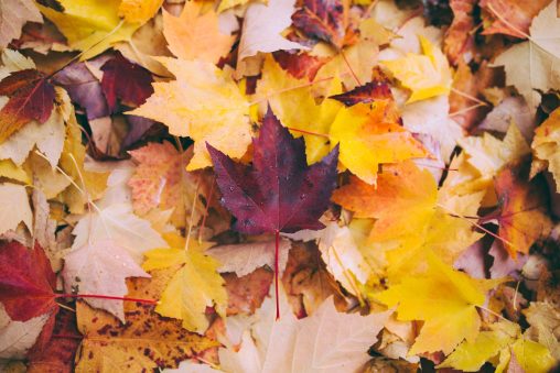 Feuilles d'érables mortes en automne