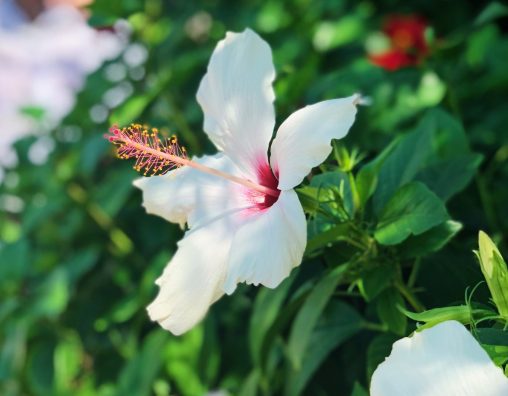 Hibiscus blanc vu de côté