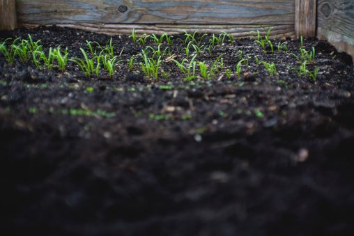 Quand semer du gazon ? ? Faites ça à l'automne pour réussir !