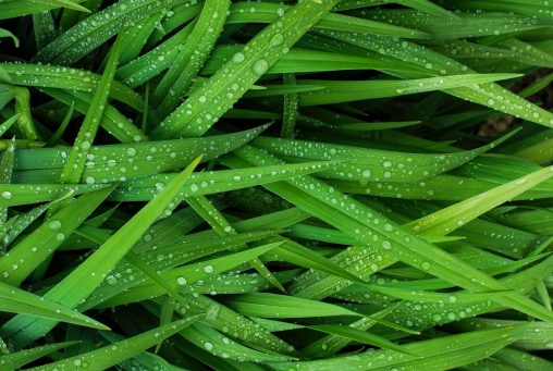 Brins de gazon vus de près avec gouttelettes d'eau