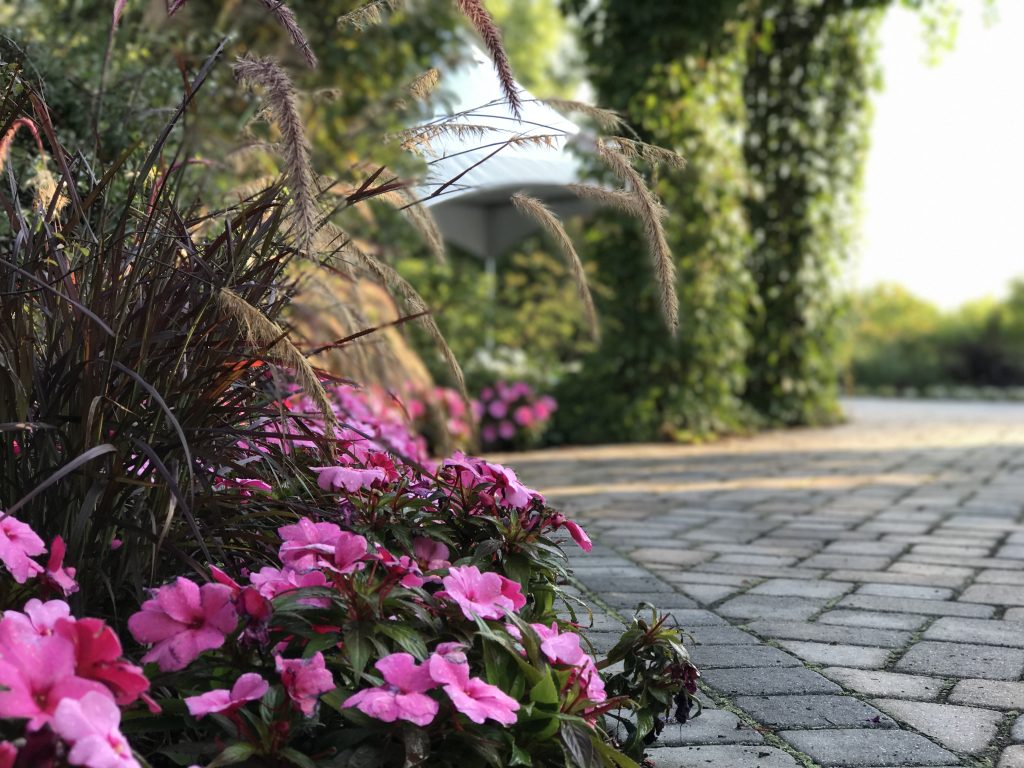 Fleurs roses dans un aménagement de cour arrière