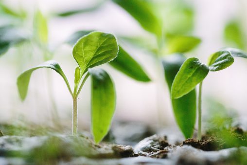 Jeunes pousses de plantes vertes