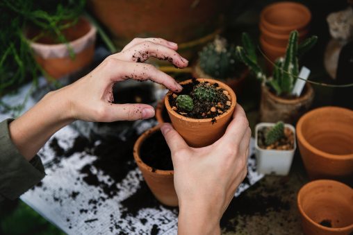 Personne qui plante un cactus dans un petit pot en terre cuite