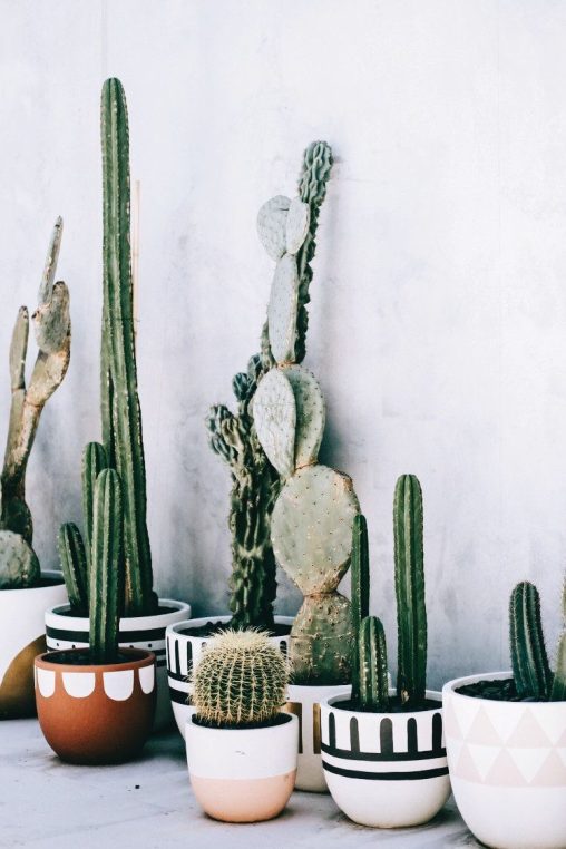 Cactus de différentes formes dans des pots à motifs géométriques