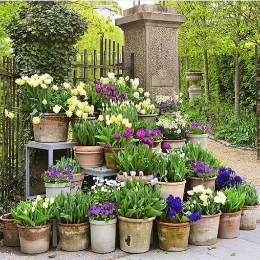 Fleurs violettes et blanches dans des pots disposés à l'extérieur