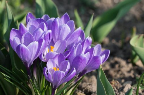 Crocus violettes en bouquet