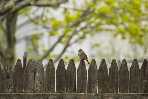 Petit oiseau perché sur une clôture de bois