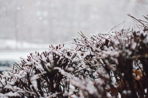 Gros plan d'un arbuste en hiver